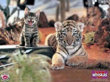 vous preferer les chat ou les tigres????